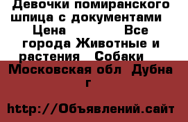 Девочки помиранского шпица с документами › Цена ­ 23 000 - Все города Животные и растения » Собаки   . Московская обл.,Дубна г.